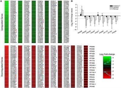 Stress Tolerance-Related Genetic Traits of Fish Pathogen Flavobacterium psychrophilum in a Mature Biofilm